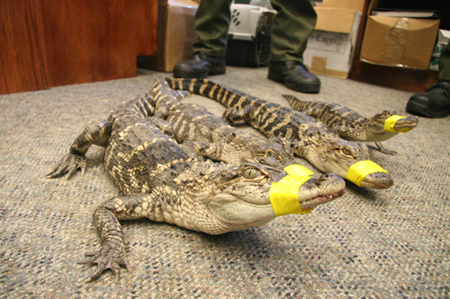 DEC COURTESY PHOTO | These four gators were captured in the Peconic River Friday morning. A Manorville residents spotted the reptiles and contacted the DEC.