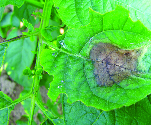 Late blight disease spreading through North Fork farms, gardens ...