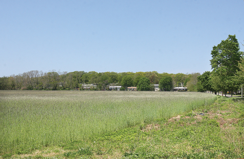Broidy in Reeves Park