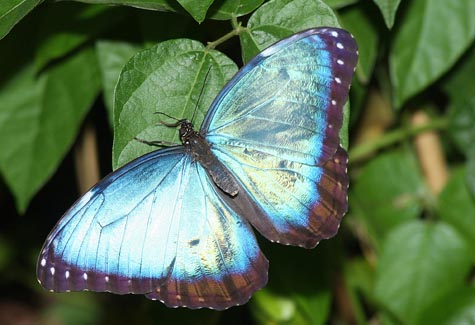 Butterflys11._BE_R