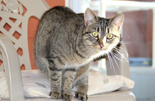 Puppies or kittens must be at least 10 weeks old and weigh at least two pounds in order to participate. (Credit: Carrie Miller, file)