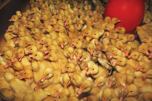 Two day old chicks in the hatchery where the temperature is kept at 90 degrees. (Credit: Barbaraellen Koch)