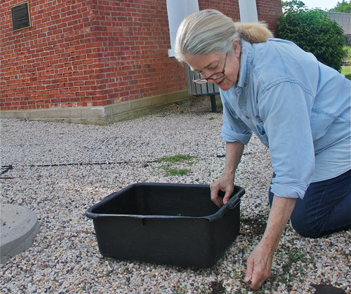 Dark Horse Restaurant owner Dee Muma weeds the gravel in front of the pump house in Grangebel Park Monday evening. She’ll soon be selling lunch there. (Credit: Barbaraellen Koch)