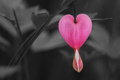 Photograph by Diane Woodcheke