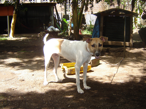 The Suffolk County Legislature passed a measure regulating the tethering of dogs. (Credit: Freephotos.com/pexlo)