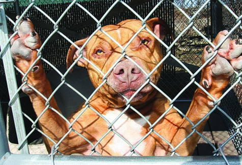 Need to help dogs at Riverhead Animal Shelter BARBARAELLEN KOCH FILE PHOTO | Reko, a 5-year-old male American Staffordshire Terrier, when he was in the shelter in 2010.