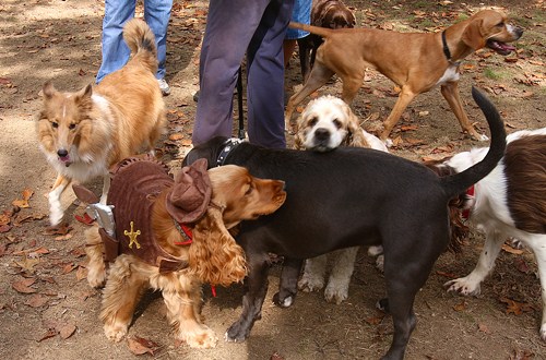Strut your Stuff, Denise Lucas, EPCAL, Isaac Dog Park
