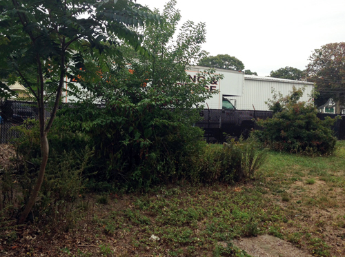 PAUL SQUIRE PHOTO | The scene where four kittens were found mutilated in Riverhead Tuesday.