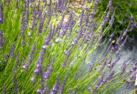 Lavender by the Bay East Marion