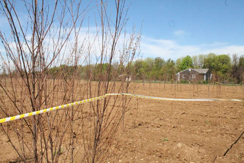 PAUL SQUIRE PHOTO | Caution tape now surrounds the fields where the saplings were allegedly stolen.