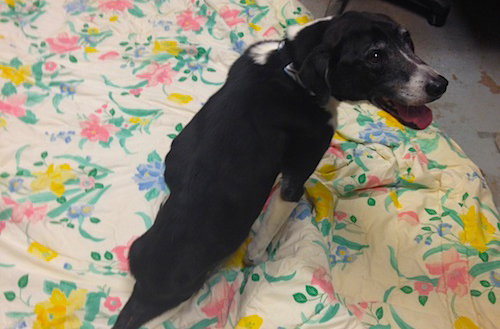 Chipper the dog resting at North Fork Animal Welfare League's shelter in Calverton after he was rescued in December. (Credit: Cyndi Murray) 
