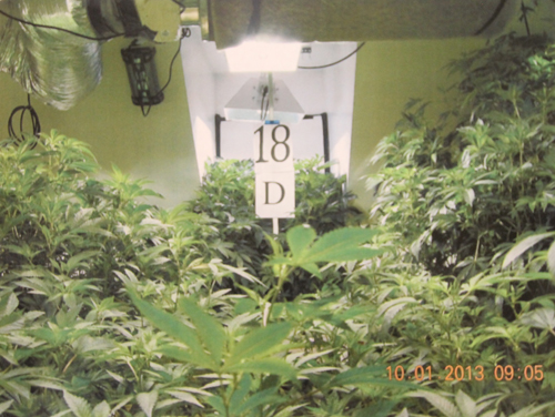 Police raided Edward Dispirito’s property on Osborne Avenue in 2013 and found dozens of marijuana plants in the garage. (Credit: Federal court document) 
