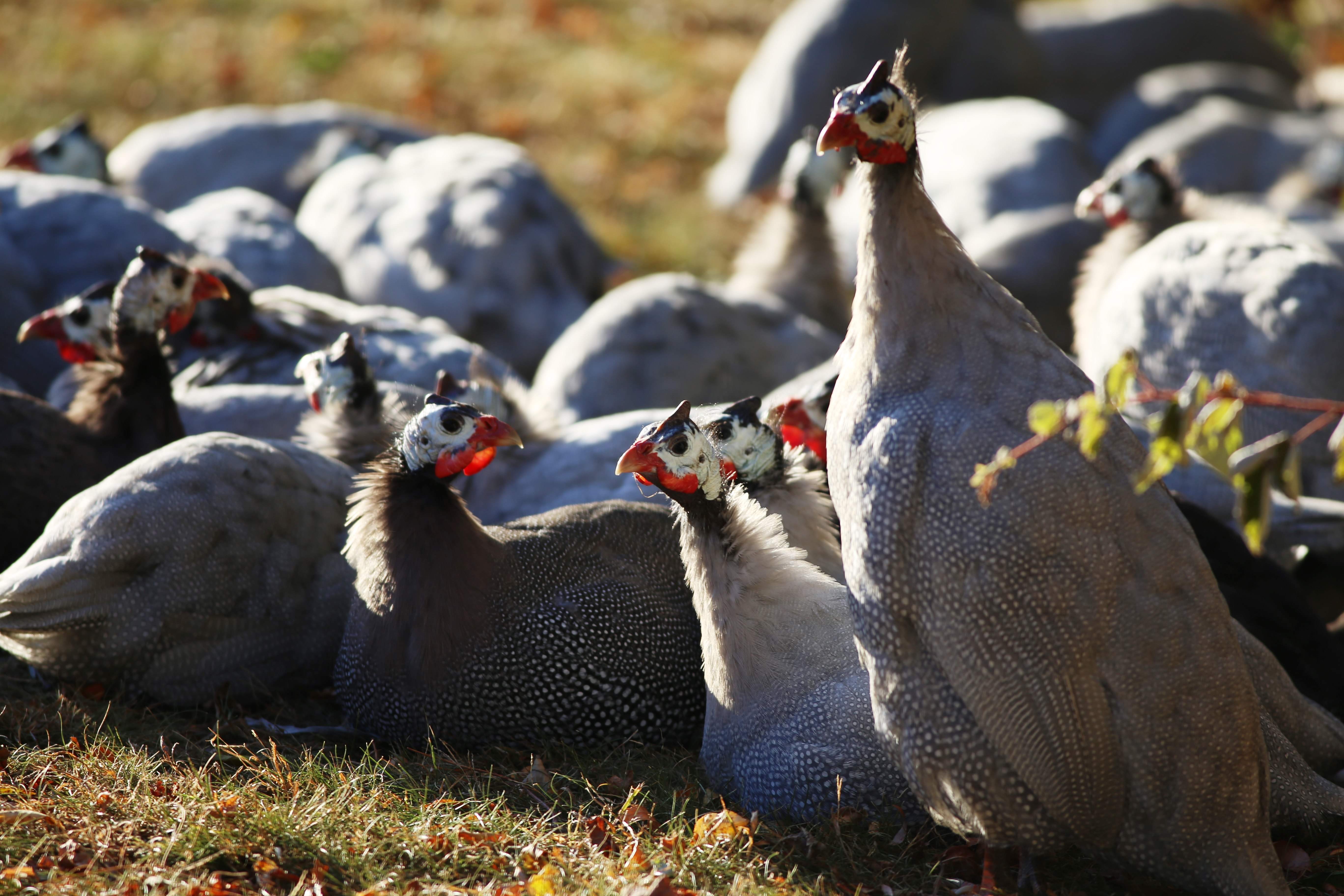 IMG_8585 Bjornholm1:2