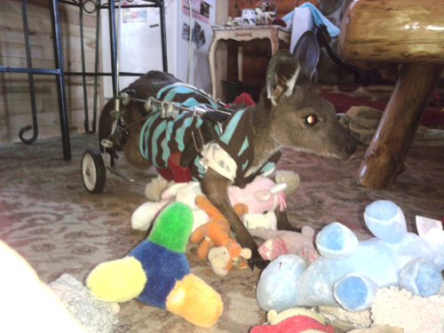 Mr. Jingles, a handicapped Kangaroo at Settlers Pond Shelter. (Credit: Pinky Janota)