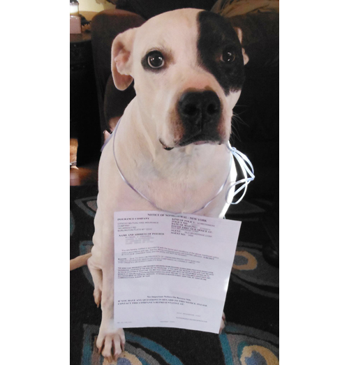 Homeowners insurance and pit bulls