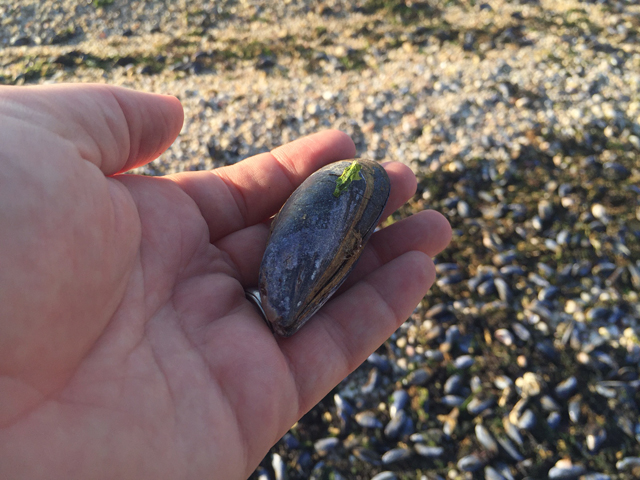 Mr. Gruner said the mussels looked larger and cleaner than what he was accustomed to seeing along the Sound beach. (Credit: Grant Parpan)