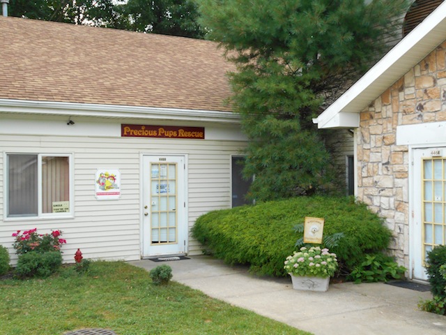 Precious Pups in Calverton was shutdown by authorities for selling sick dogs. (Cyndi Murray photo)