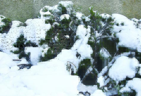     `BARBARAELLEN KOCH PHOTO | Experts say that little bit of regular maintenance could mean the difference between healthy vegetation and broken, sickly shrubs and trees come spring.