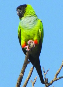 The black hooded parakeet.