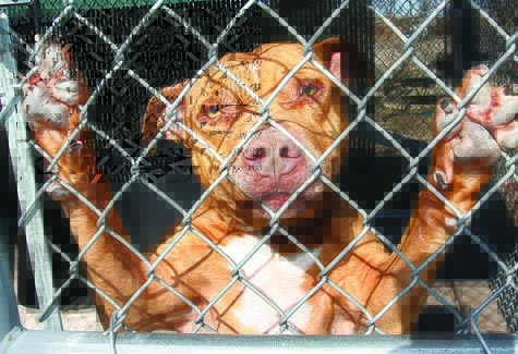 R040711_Shelters_BE_C.jpg BARBARAELLEN KOCH PHOTO | Reko, a 5-year-old male American Staffordshire Terrier, has been at the Riverhead Town Animal Control shelter since Dec. 30.