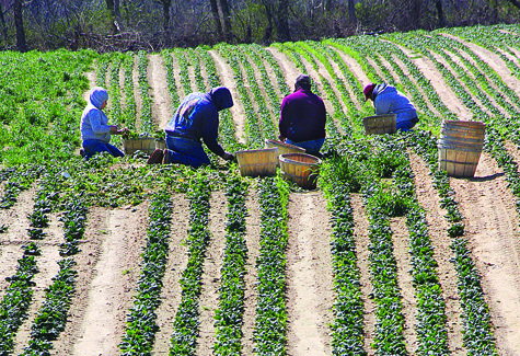 R042111_Harvest_BE_C.jpg