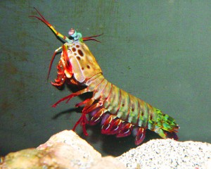 R050511_Shrimp3_BE_R.jpg