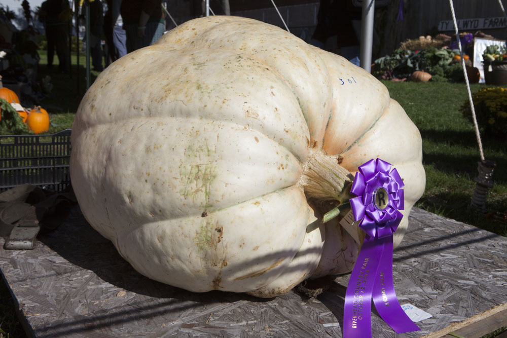 RHD_Country_Fair_ss_11