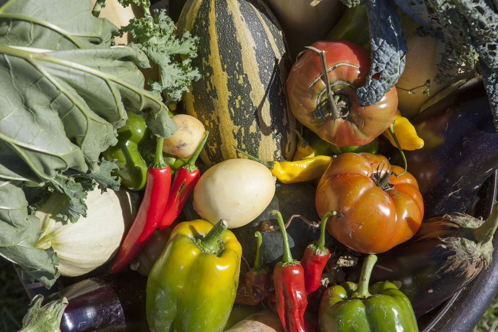 RHD_Country_Fair_ss_16