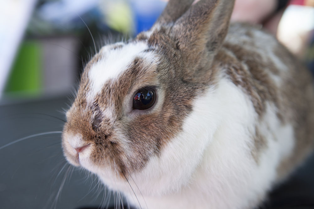 RHD_Country_Fair_ss_18