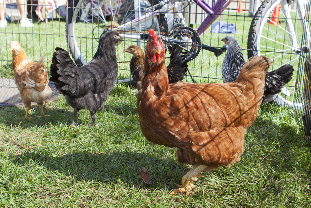 RHD_Country_Fair_ss_26