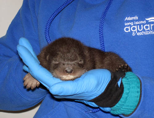 River Otter pups at Long Island Aquarium