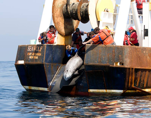 RIVERHEAD FOUNDATION COURTESY PHOTO | Roxanne, a Risso's dolphin was released Wednesday morning.