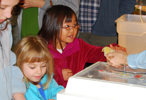 Many youngsters in attendance at Saturday's Talmage Farm Agway Chick Day wanted to pet the furry little friends.