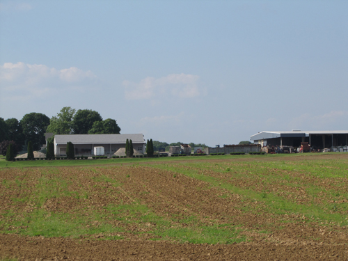 This sod farm on the east side of Edwards Avenue, just north of the railroad, may host a 38-acre solar energy farm. (Credit: Tim Gannon)