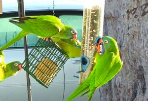 A noisy group of blue-crowned parakeets squabbles at a feeder.