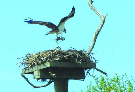 North Fork ospreys coming back to work