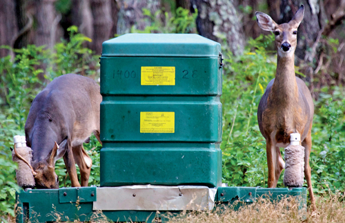 deer ticks Long Island