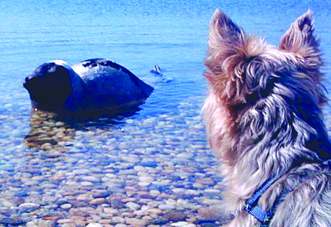 Harp seals popping up in record numbers