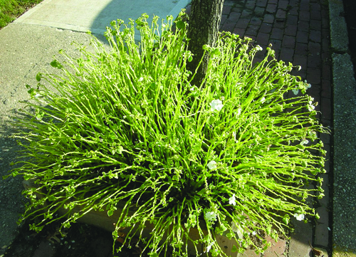 Impatiens with downy mildew MARGERY DAUGHTREY COURTESY PHOTO | This impatiens plant in Riverhead was among the first reported cases of the disease on the North Fork last fall.