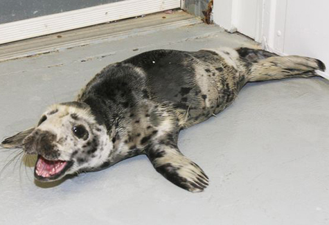 Gray seal pup rescued Gray seal pup rescued