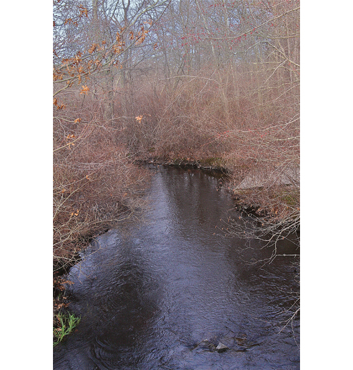 Traces of chemicals harmful to humans and wildlife have been found in the Peconic River in the area of the Connecticut Avenue boat launch in Calverton. (Credit: Barbaraellen Koch)