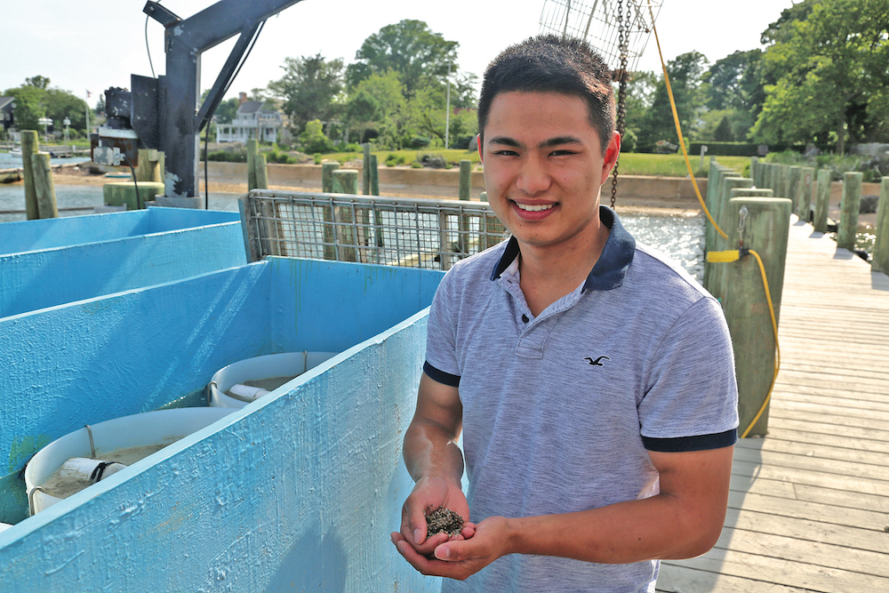 Mercator Osinski holds tiny oysters at his family’s business, Widow’s Hole Oyster Farm, where he introduced a system that grows smaller, plumper oysters.