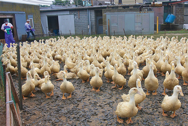 Six week-old ducks in the holding pen at Crescent Duck Farm. The farm is now the only of its kind on Long Island, an area once noted for duck farming. (Credit: Barbaraellen Koch)