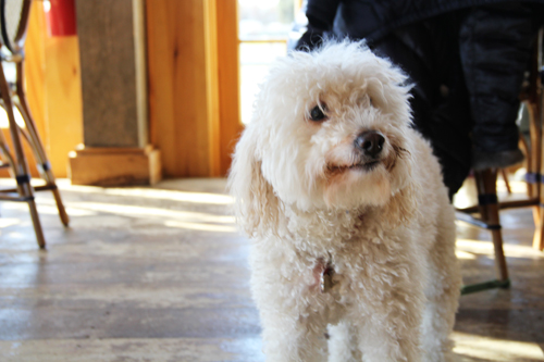 CARRIE MILLER PHOTO  |  Martha Clara Vineyards hosts a Vines and Canines event where people can bring their dogs along for a tour.