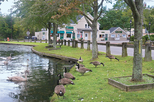 BARBARAELLEN KOCH PHOTO | Canada geese graze and swans swim in the duck pond in Wading River near the business hamlet late Monday afternoon.