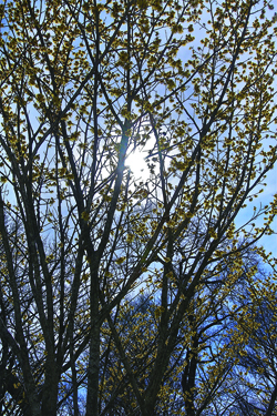 Arnold's Promise witch hazel tree at the Peconic River Herb Farm about 15 years old. It blooms in late winter. (Credit: Barbaraellen Koch)