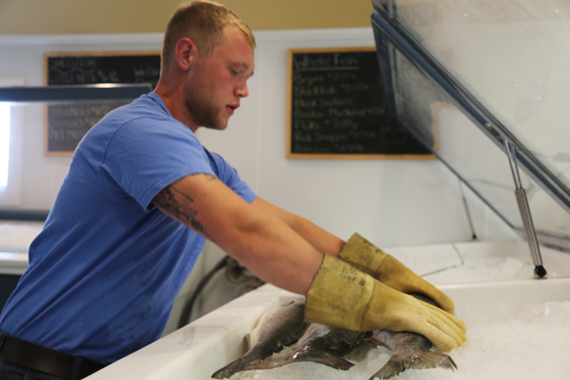 bluefish1