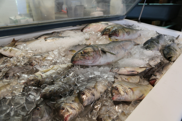 Bluefish at Southold Fish Market. (Credit: Krysten Massa)