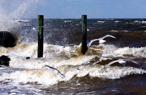 gulls 1-web