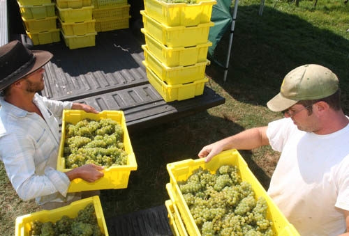 Harvest time at Paumanok Vineyard Massoud, Paumanok Vineyard, Aquebogue, Long Island Wine Country